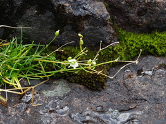 Sabulina dawsonensis