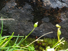 Sabulina dawsonensis