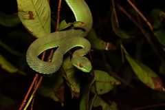 Trimeresurus rubeus