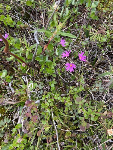 Wedgeleaf primrose