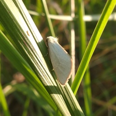 Chrysoecia thoracica