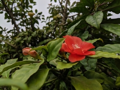 Leuenbergeria bleo