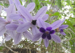Petrea