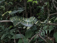 Wagler's Palm Viper photo 3