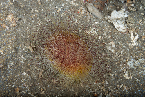 Eurypatagus ovalis observed 2025-06-19