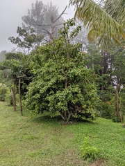 Leuenbergeria bleo