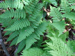 Dryopteris intermedia