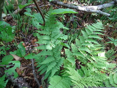 Dryopteris intermedia