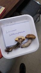 Leccinum subleucophaeum