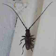 Diorthus simplex
