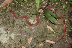 Oreocryptophis porphyraceus