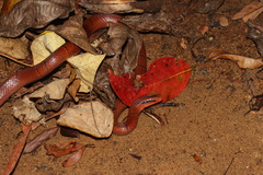 Oreocryptophis porphyraceus