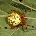 Araña Calabaza - Photo (c) cotinis, algunos derechos reservados (CC BY-NC-SA)