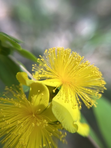 Cedarglade St. Johnswort (Hypericum frondosum)