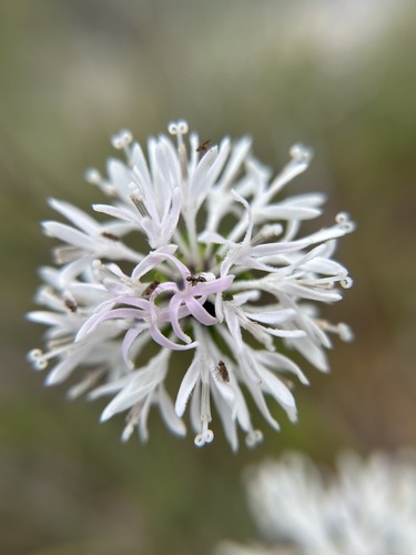 Mohr's Barbara's-Buttons (Marshallia mohrii)