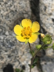 Drymocallis pseudorupestris