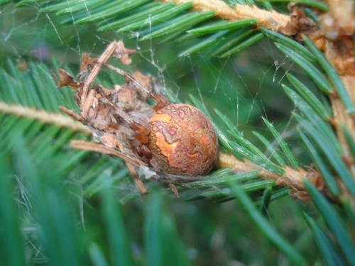 Marbled Orbweaver photo 4