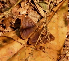 Euriphene