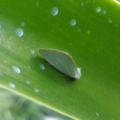 Chrysoecia thoracica