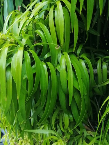 Podocarpus henkelii