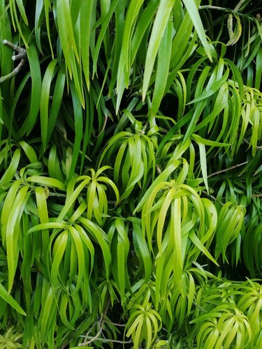Podocarpus henkelii