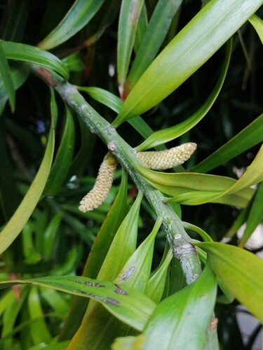Podocarpus henkelii
