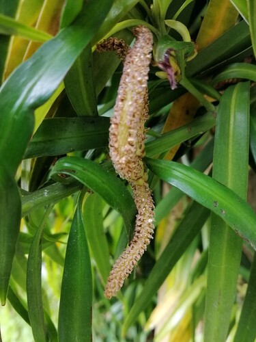 Podocarpus henkelii
