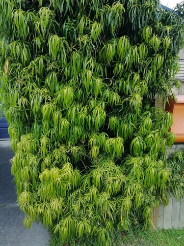 Podocarpus henkelii