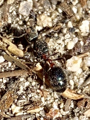Manica bradleyi