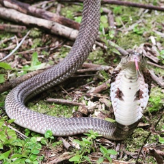 Naja sumatrana