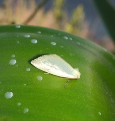 Chrysoecia thoracica