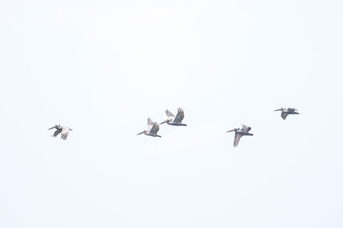 Brown Pelican photographed in Maryland