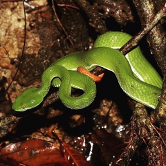 Trimeresurus rubeus