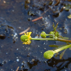 Ranunculus sceleratus multifidus