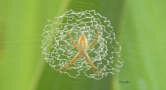 Argiope argentata