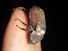 Lepidiota squamulata