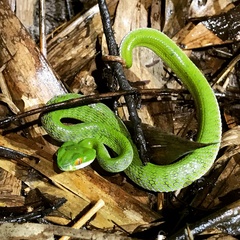 Trimeresurus rubeus
