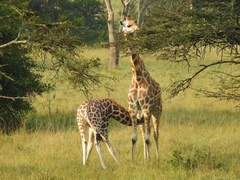 Giraffa camelopardalis rothschildi