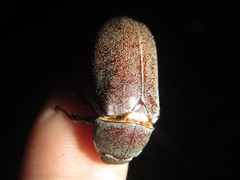 Lepidiota squamulata