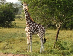 Giraffa camelopardalis rothschildi