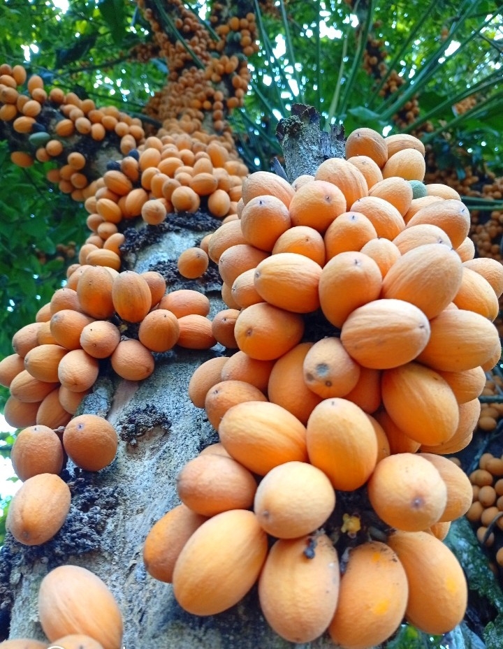 Pradosia lactescens