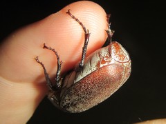 Lepidiota squamulata