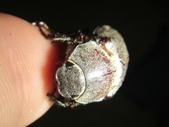 Lepidiota squamulata