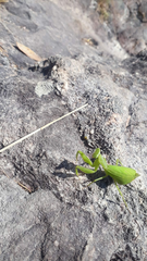 Photiomantis planicephala