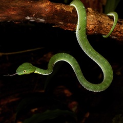 Trimeresurus vogeli