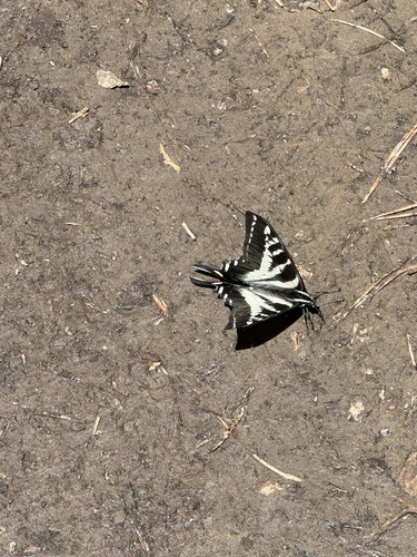 iNaturalist observation photo of Pale Swallowtail