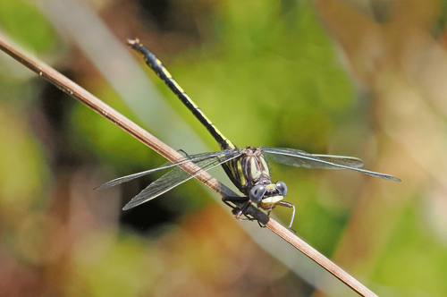 Diminutive Clubtail photo 4