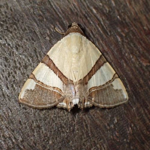 Eulepidotis julianata