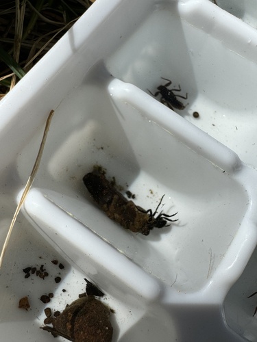 iNaturalist observation photo of Caddisflies