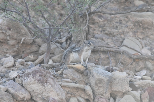 Texas Antelope Squirrel